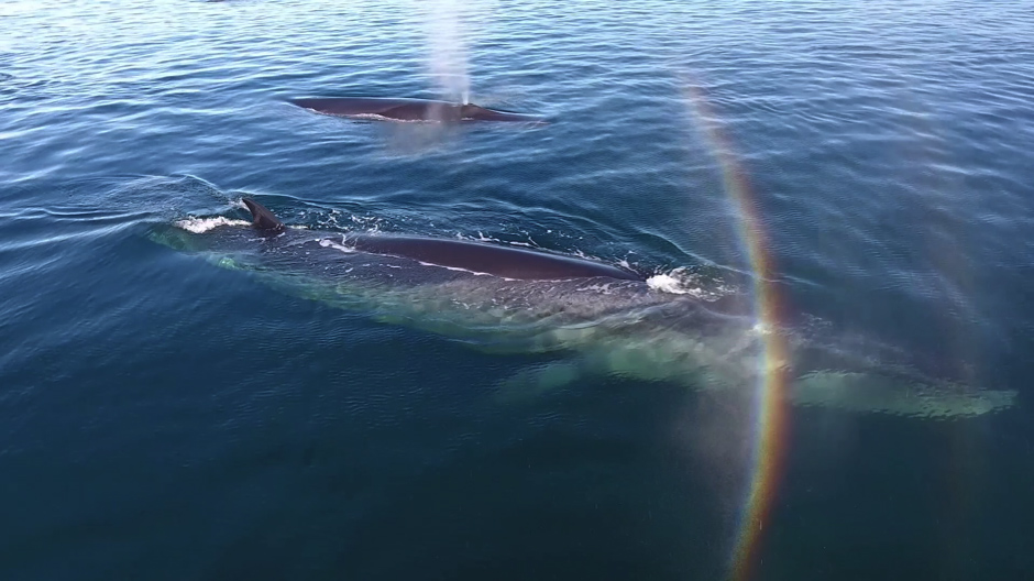 Sei whales