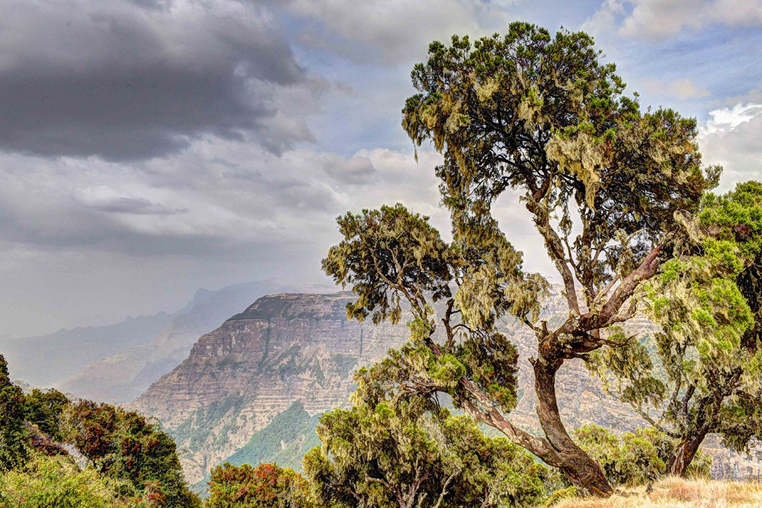 Simien Mountains Cliffs and Heather